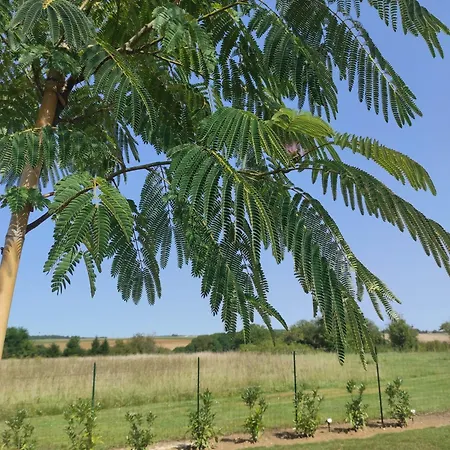 Cahute Enchantee Aubois Dormant Kamp alanı *