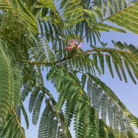 Kamp alanı Cahute Enchantee Aubois Dormant *