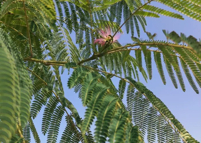 Campingplads Cahute Enchantee Aubois Dormant *